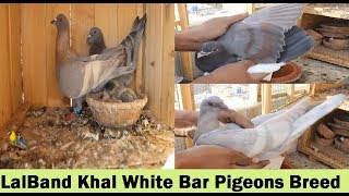 Lalband And White Bar Pigeons Breeding - Monib Pig