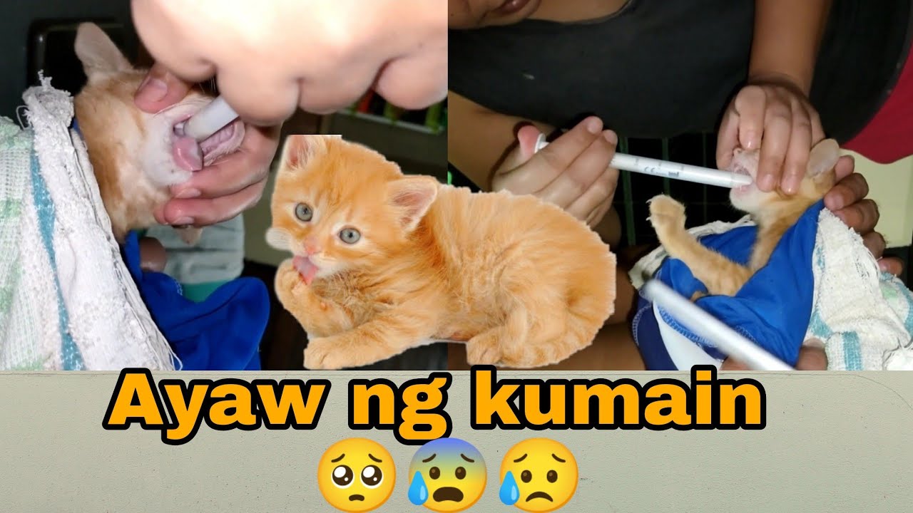 Putar video Ayaw na kumain ng kuting namin 🐈 | Ria's Channel sekarang Ayaw na kumain ng kuting namin 🐈 | Ria's Channel