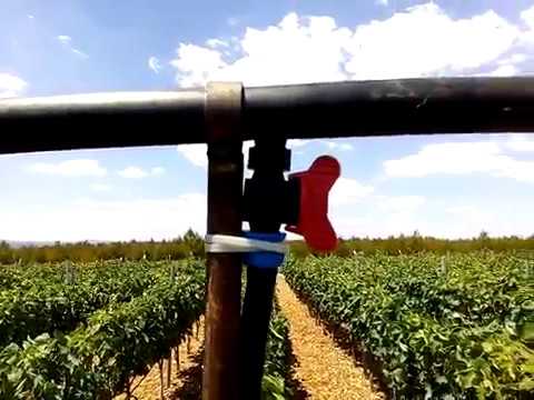 Navodnjavanje  kap na kap