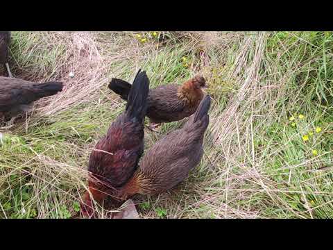 Altsteirer Jungtiere beim Futtersuchen