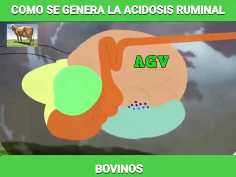 , title : 'Acidosis ruminal en Bovinos'