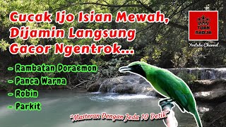Download lagu Cucak ijo isian mewah, dijamin langsung gacor ngentrok | masteran dengan jeda 10 detik mp3
