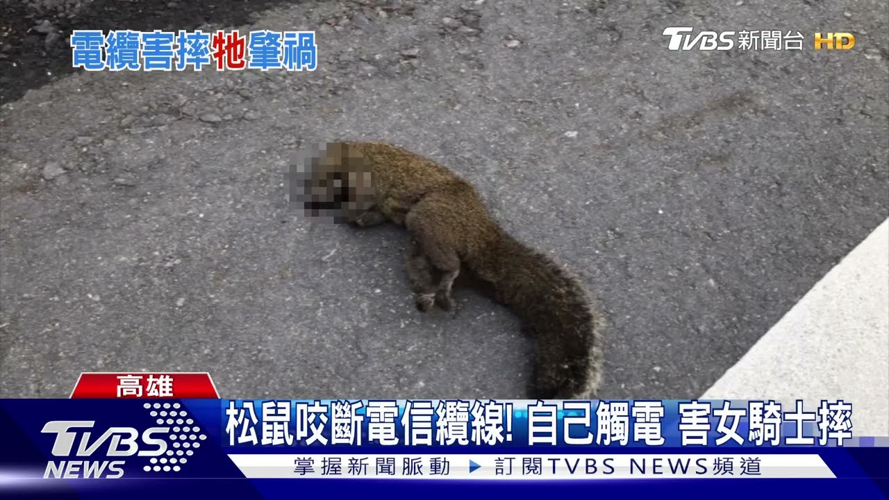 「牠」惹得禍！女騎士遭垂落電線勒脖　「犁田」送醫
