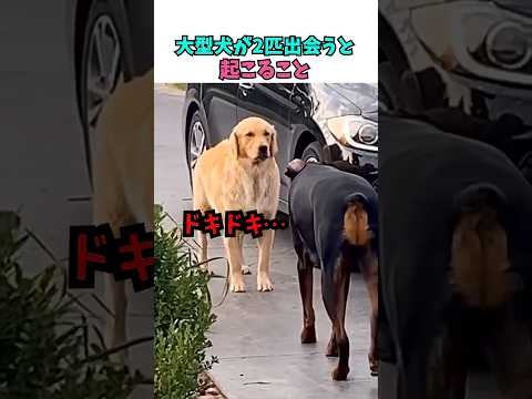 大型犬が2匹出会うと起こること