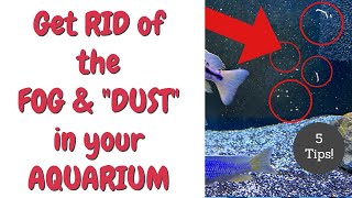 5 Tips to Get the "DUST" Out of Your Aquarium Water [from Food to Filtration Set-up and Much More!]