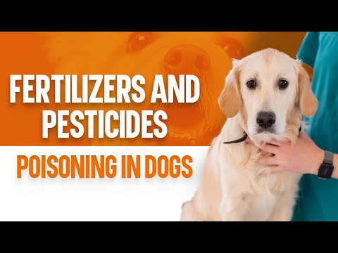 Triazicide Toxicity In Dogs How To Discuss
