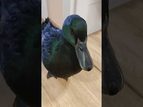 Kaczor jest King Jerry Karate Mistrz ❤️🦆😂 #śmiesznezwierzęta #kaczka #śmieszne #kaczor #zwierzaki