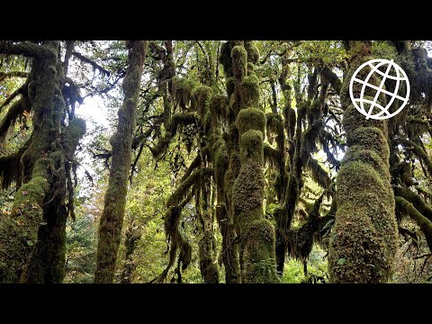 Hoh Rainforest, Olympic NP, Washington, USA  [Amazing Places 4K]