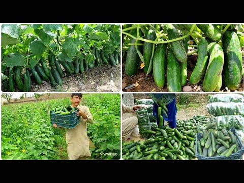 Cucumber farming - Vertical cucumber farming part 3 - cucumber plant growing - cucumber harvesting