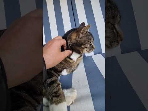 Kater Roberto Freigänger im Strandkorb Begrüßung am Morgen