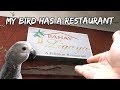 My Bird Has A Restaurant Vlog 252