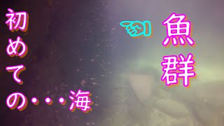 初めての海の海中はどうなってる？　＆　未公開採集魚紹介☆彡