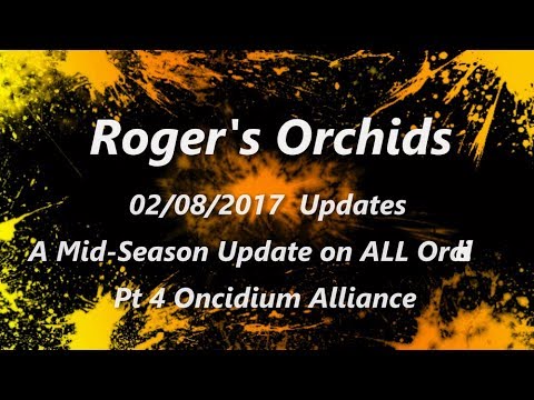 Updates - A Mid Season Update on ALL Orchids Pt 4 Oncidium Alliance