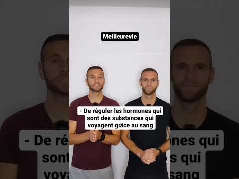 Qu'est-ce que le foie et à quoi sert-il