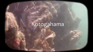 preview picture of video 'skin diving 007 kotoga-hama (真鶴 琴ヶ浜海岸)'