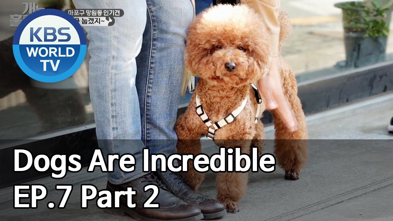 Dogs are incredible | 개는 훌륭하다 EP.7 Part 2 [SUB : ENG/2020.01.07]