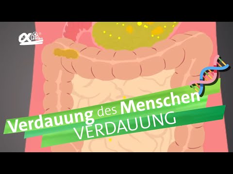 Digestive processes | alpha Learning explains biology