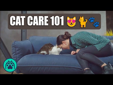 Cat Care 101: Tips for a Happy and Healthy Feline Friend 🐱💕