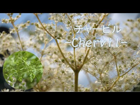 リアルチャービル 植物