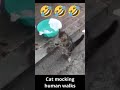 Cat imitating human walk #shorts