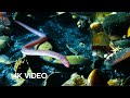 Eel Suffers Toxic Shock 4K UHD Blue Planet II BBC Earth