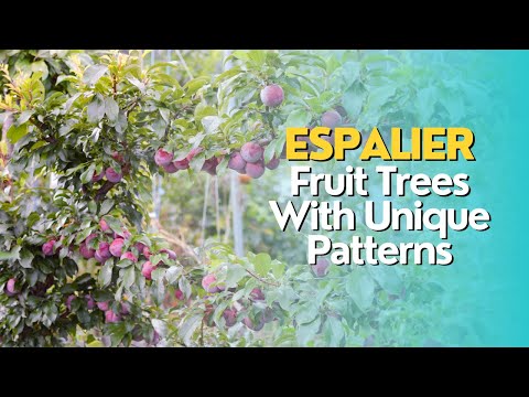 Espalier: Fruit Trees With Unique Patterns