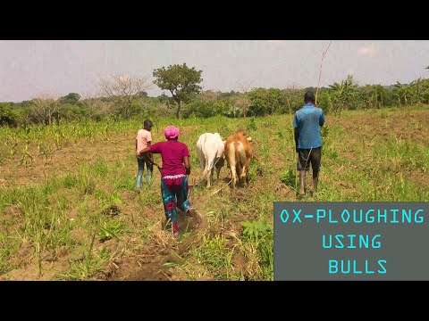 How to dig using cows in Northern Uganda