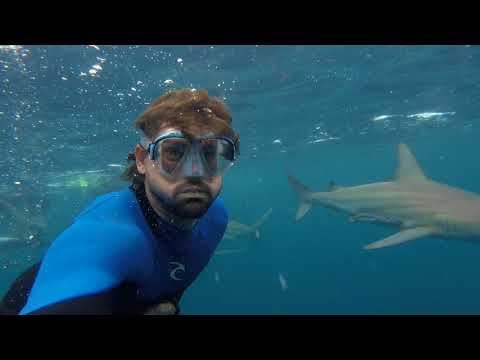 GoPro - Shark Dive on Aliwal Shoal - Nov 2017