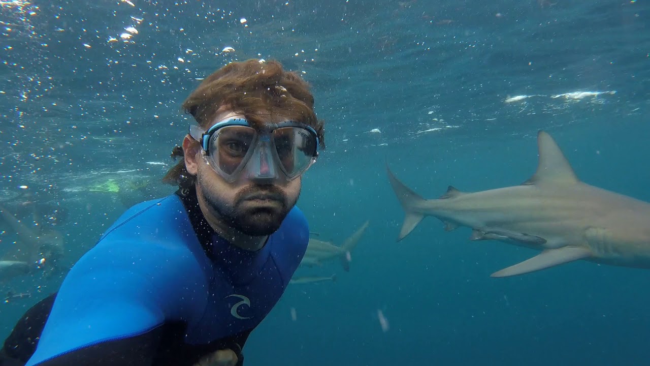 GoPro - Shark Dive on Aliwal Shoal - Nov 2017