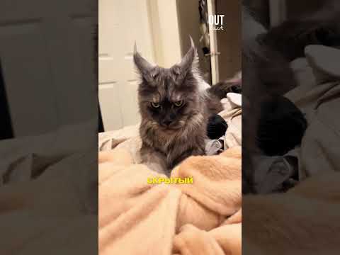 Зачем кот топчет вас лапками? Вся правда 🐾🐈