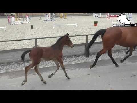 STUTFOHLEN *30.03.2020 v. CONTHARGOS - GEPSOM - RAMIRO´S MATCH