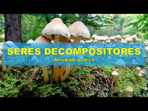 1  Seres decompositores  - Atividade prática de Ciências da Natureza