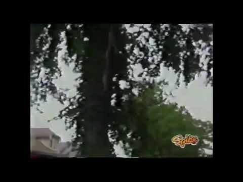 Lightning Strikes Tree