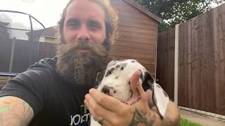 Great Dane Puppy Crying at Bedtime - The Beard and the Dane