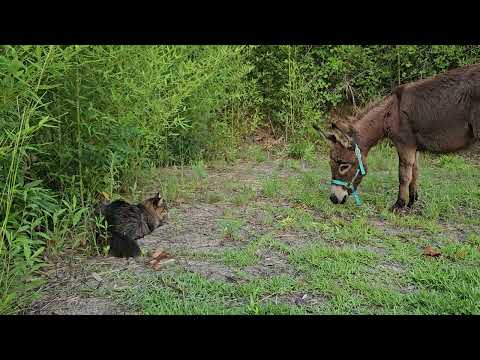 Animal Cam: Benji and Grace on the homestead