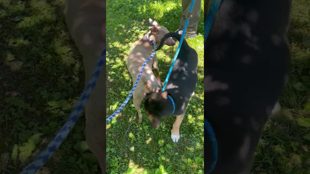 Stanley, a Adoptable mixed breed in New Fairfield, CT video 6/6