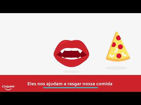 Funções dos Dentes: 4 tipos e seu papel | Colgate®