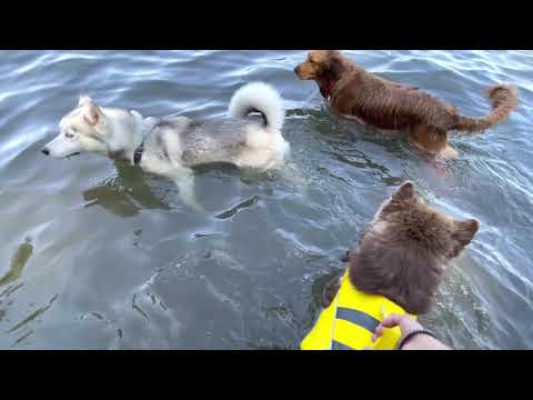 Husky first time swimming! Warren G. Magnuson Park