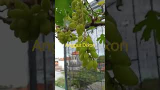 Anggur Dixon 55 HSP