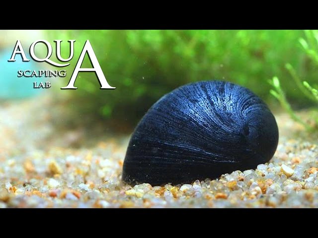 Aquascaping Lab - Neritina Pulligera, Military Helmet, Black Helmet Snail technical sheet