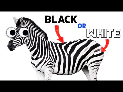 シマウマは黒に白のストライプ、それとも白に黒のストライプ？#ショートパンツ (Are zebras black with white stripes or white with black stripes? #shorts)