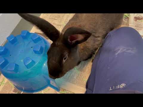 Meet Thumper - Kitchener a American currently available for adoption! 6/17/2022 4:05:31 PM