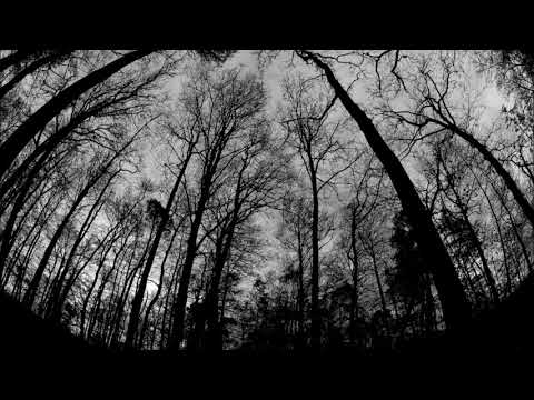 Area 23 - forest (Acid)