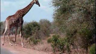 Drive in Kruger National Park (Part 4 of 7)