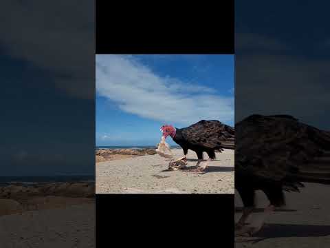 #puntadeleste #uruguay #maldonado #NATURALEZA #turismo