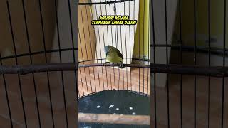 Download lagu 2 Burung Korlap Kolibri Kelapa di Qinara Banyuwangi #burung #kicaumania #qinarabanyuwangi mp3 Download lagu 2 Burung Korlap Kolibri Kelapa di Qinara Banyuwangi #burung #kicaumania #qinarabanyuwangi mp3