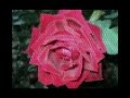 Как хороши, как свежи были розы ... 