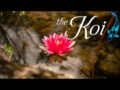 Premiere Collection KOI POND installation - Tussey Landscaping