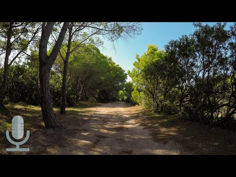 Field Recording || Summer Cicadas | Pine Forest | 1 HOUR OF RELAXING NATURE SOUNDS HD [Fontanamare]