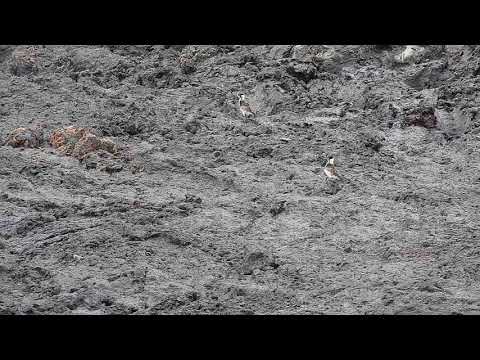 Djuma: Blacksmith Lapwing parent and two chicks  - 15:22 - 10/28/19